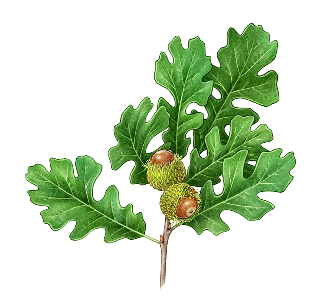 01_oak branch