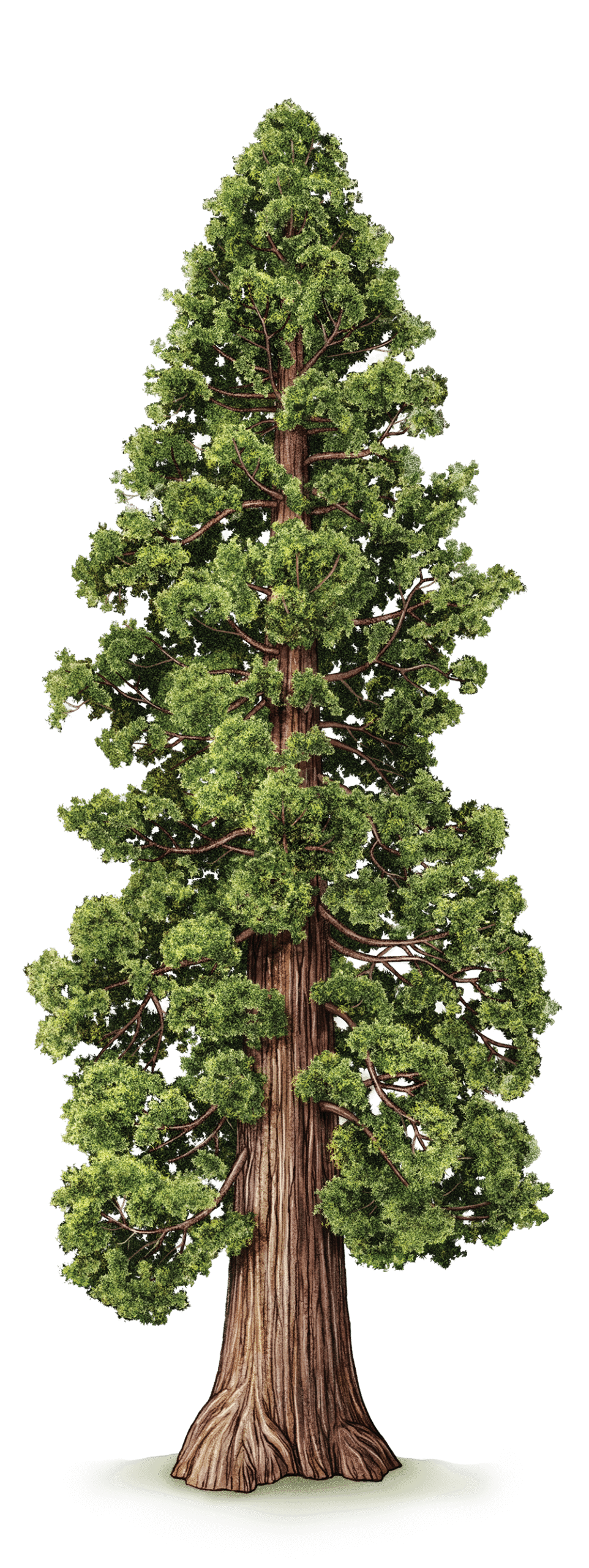 02_sequoia 300dpi