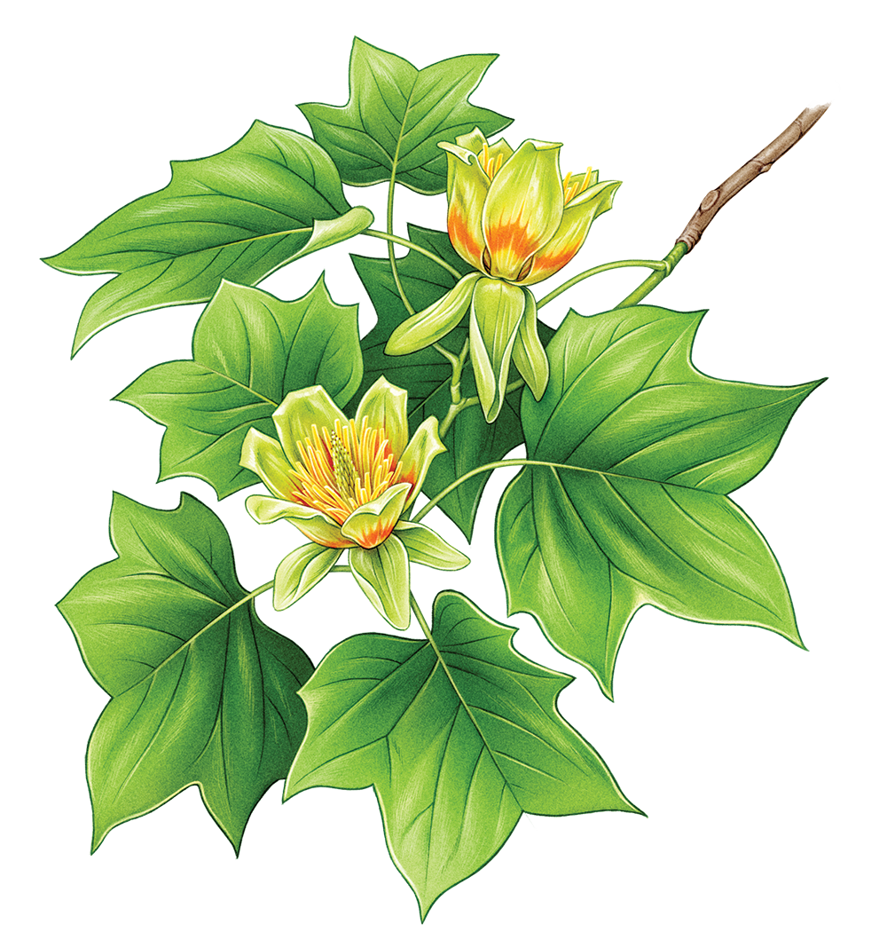 tulip tree